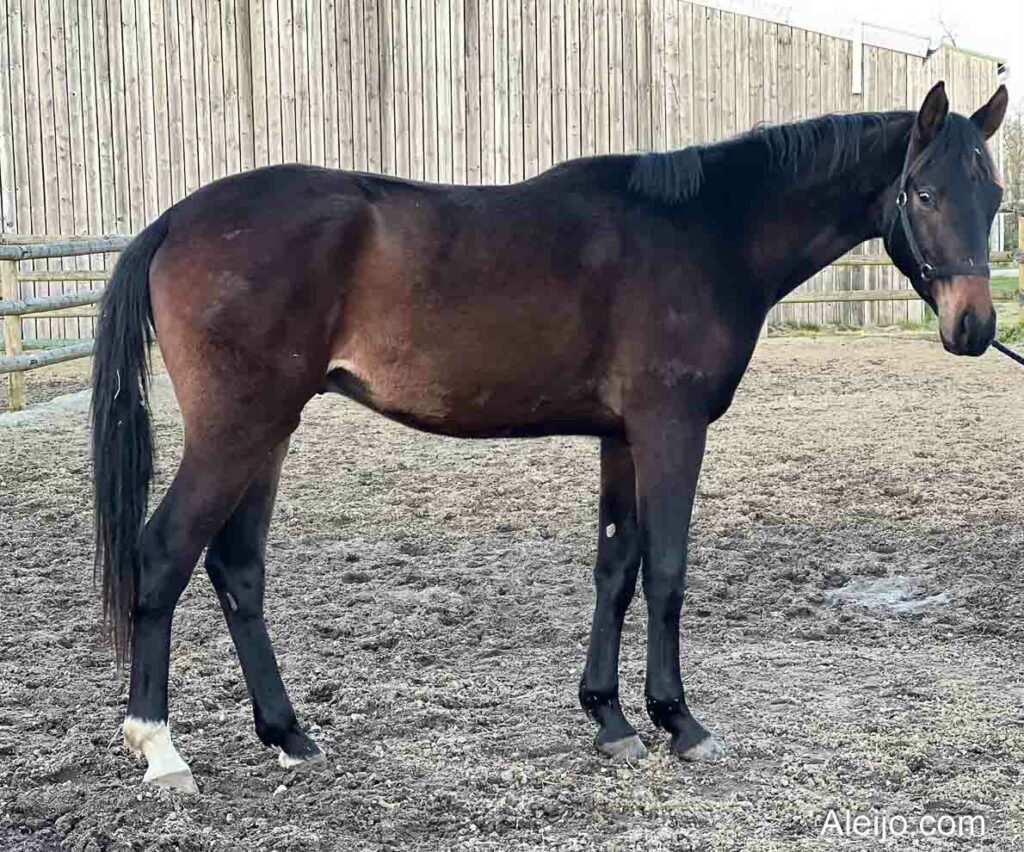 Lancome de Roumard cheval de sportr à vendre