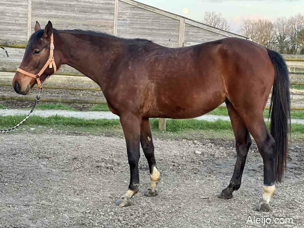 La Joie de Roumard cheval de sport en compétition à vendre