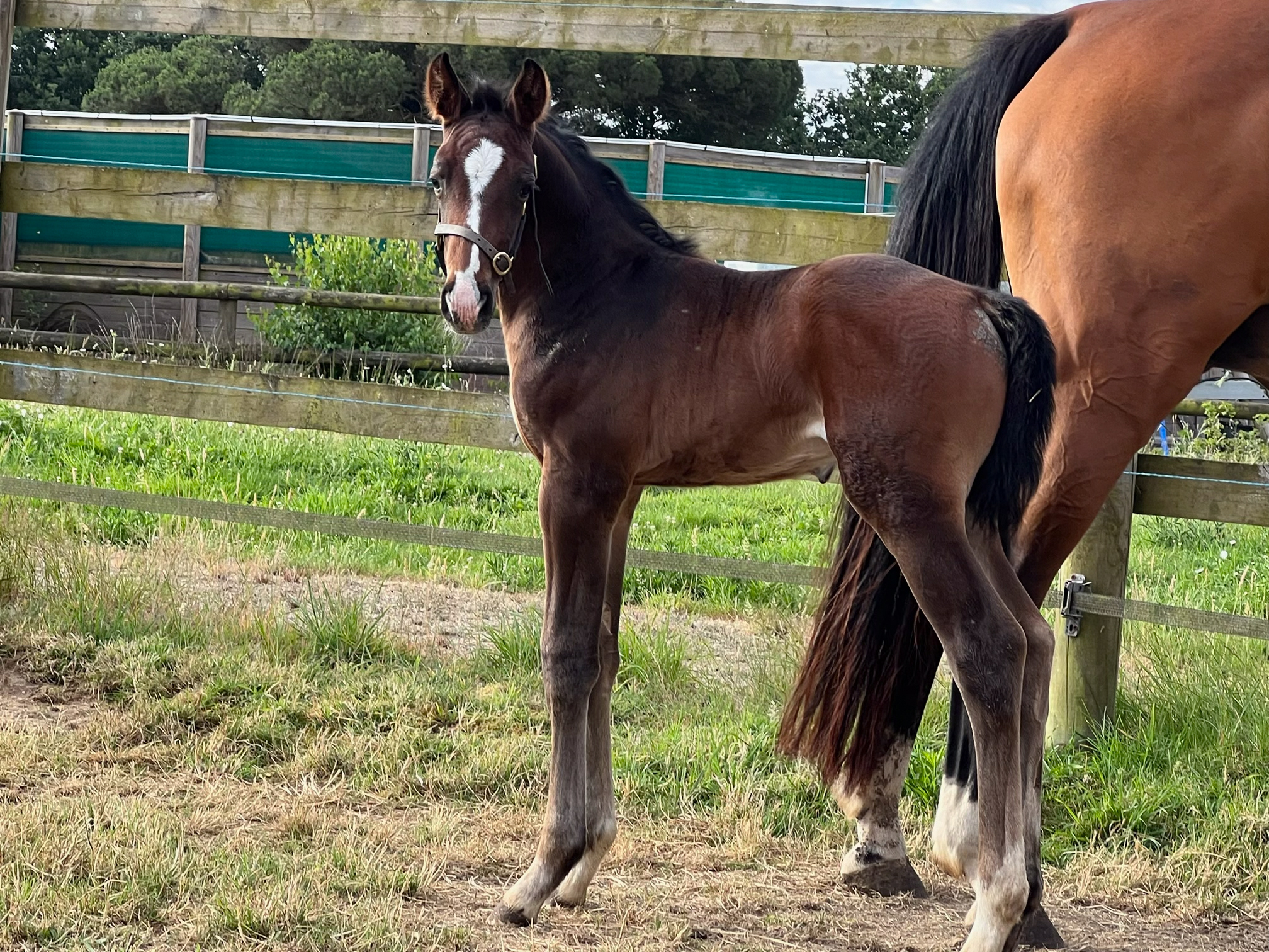 Malito de roumard cheval à vendre en Vendée