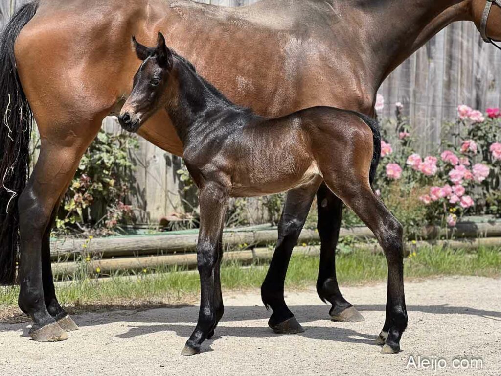 Naelia de Roumard pouliche à vendre chevaux de sport