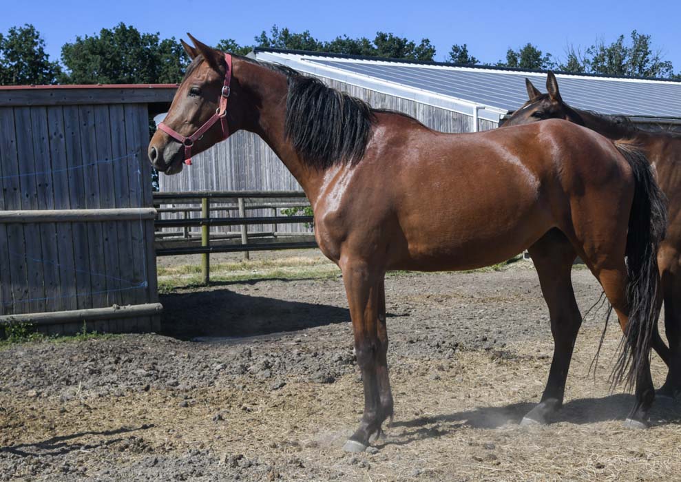 Hermione de roumard poulinière à vendre