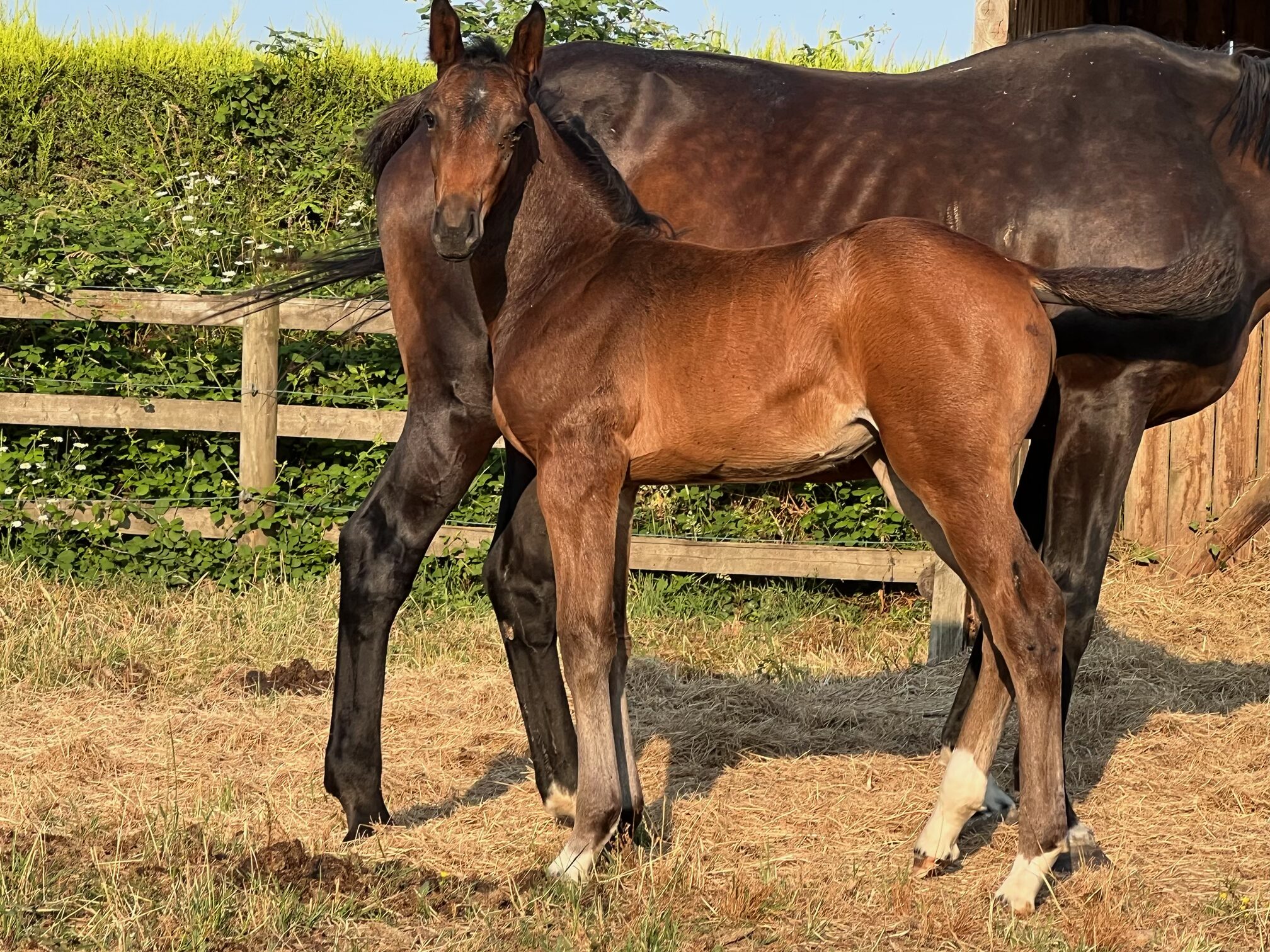 Naiade de Roumard pouliche à vendre en Vendée