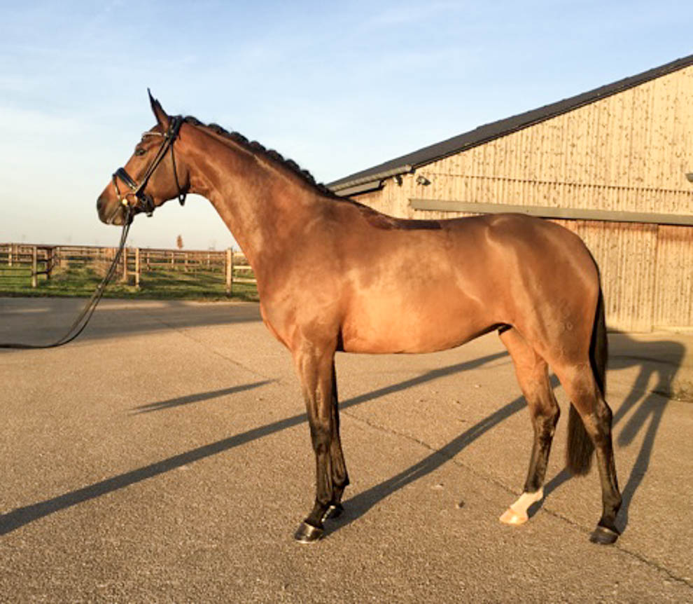 SUBLIM STAR JM (OLD) poulinière à vendre cheval de sport
